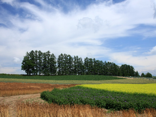 49196 (a): :1600x1200